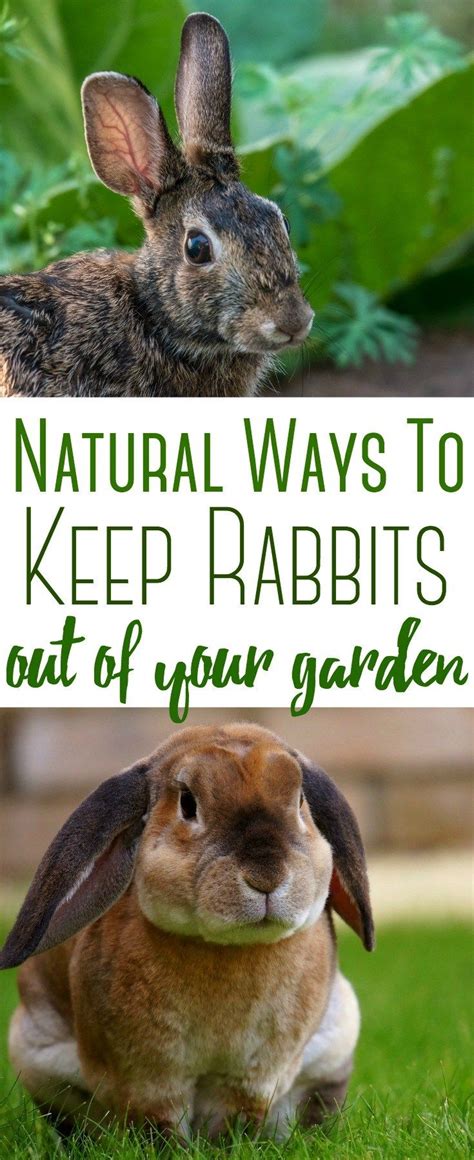 You know how i said rabbits have a keen be warned, though—mint spreads like a weed. Rabbits are cute until they get into your garden ...