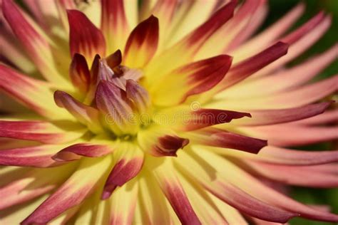 Red And Yellow Dahlia Stock Photo Image Of Yellow Plant 160594984