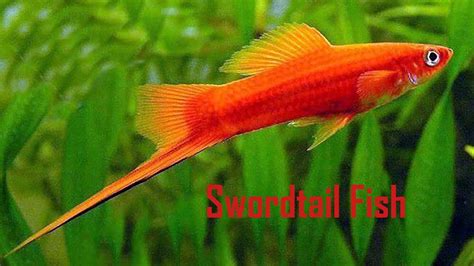 30 Different Types Of Beautiful Swordtail Fish Varieties Youtube