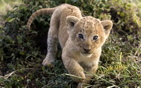 Baby Lion Hd Wallpapers Hd Wallpapers Inn Animals Baby Animals