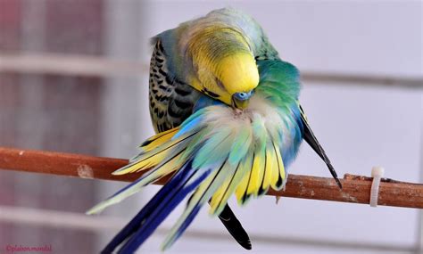 A Rainbow Budgie セキセイインコ かわいい 鳥類
