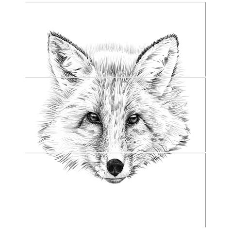 Fox Black And White Drawing At Explore Collection
