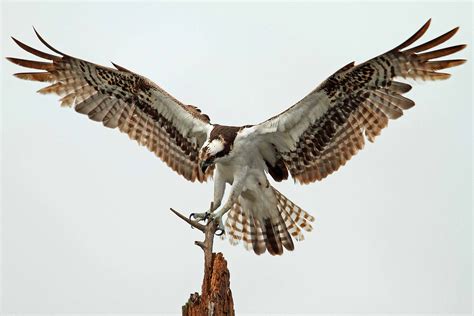 Ospreys Arent Your Typical Raptors Whidbey Camano Land Trust