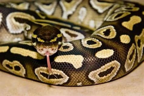 Ball Python Facts Only Ball Python Owners Know Ball Python My Xxx Hot Girl
