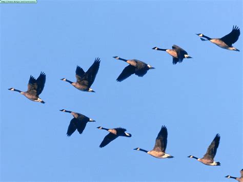 a lean journey lean leadership lessons we can learn from geese