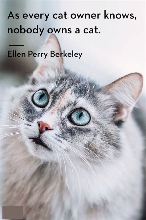 Pin By Shirley On Cat Lover Girl Kittens Funny Cat Quotes Funny