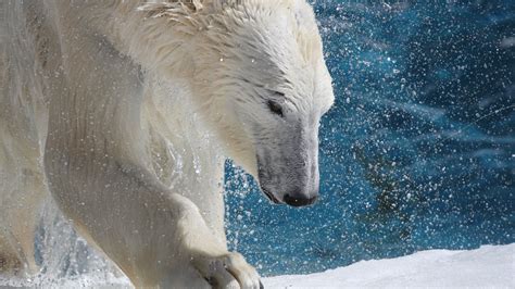 Polar Bear Zoo Sauvage De Saint Félicien