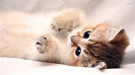 Download Wallpaper Kitten By Rmoses Cute Kitten Wallpaper