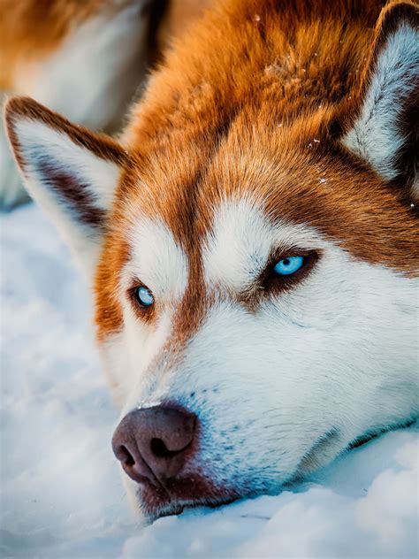 Red Husky Wallpapers Wallpaper Cave