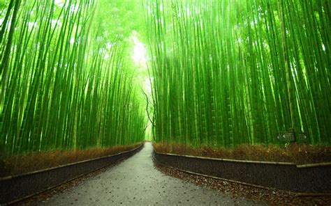 Sagano Bamboo Forest Wallpapers Wallpaper Cave