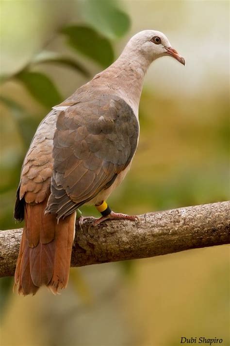 Pink Pigeon Photo Bird Perched On A Branchcolored Ring As Part Of A