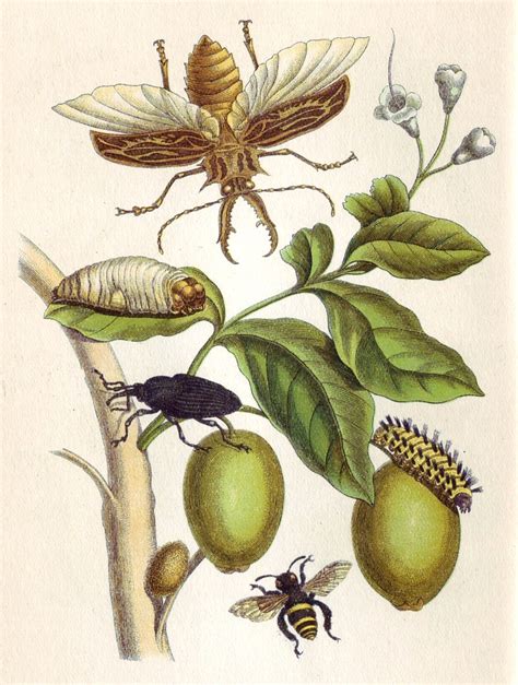 From Metamorphosis Insectorum Surinamensium Plate Xlviii Maria
