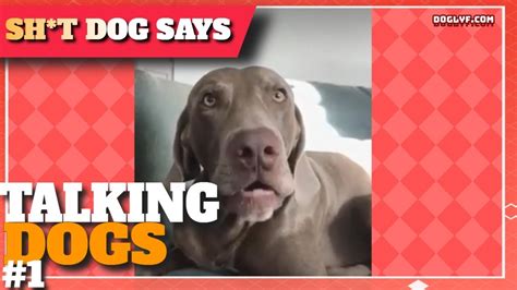 Talking Dogs Sht Dogs Say Funny Dog Video Compilation 2019 Youtube