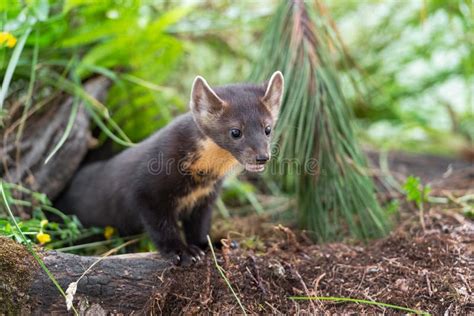 American Pine Marten Martes Americana Kit Emerges From Under Logs