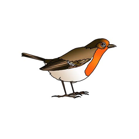 How To Draw A Robin Bird Step By Step Easy Drawing Guides Drawing
