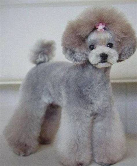 Asian Fusion Miniature Poodle Groom Very Nice For The Show But A Lot