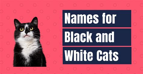 90 Best Names For Black And White Cats Names Cherry