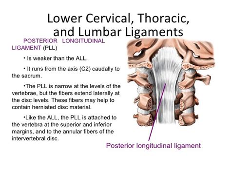 Anterior Longitudinal Ligament Cervical Spine