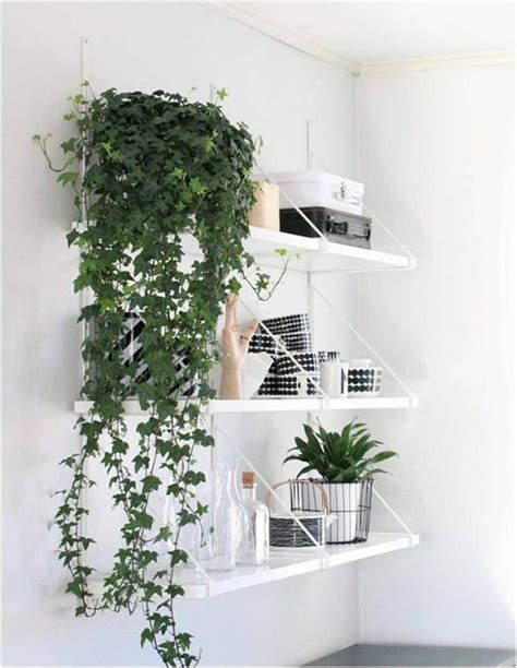 How To Grow Indoor Ivy Plants