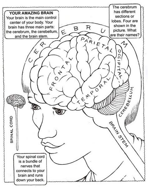 Parts And Functions Of Brain Drawing Picture