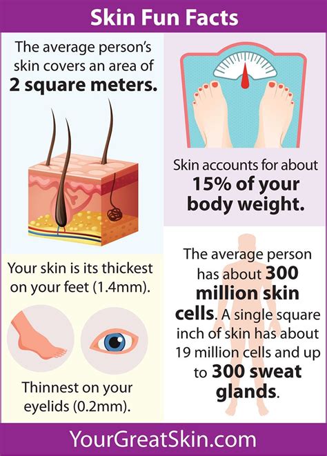 Fun Facts And A Simple Care Routine Your Great Skin