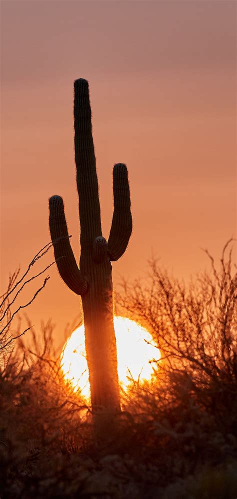 Cactus Sunset Sun Silhouette Dusk Hd Phone Wallpaper Peakpx