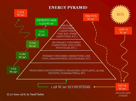 ¿qué Representa La Energía En Una Pirámide De Energía