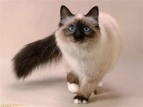 siamese information health pictures training pet paw