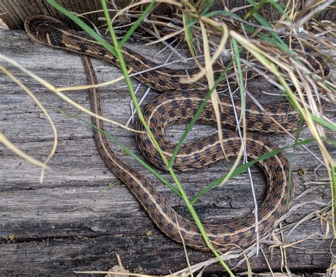 Checkered Garter Snake (Thamnophis marcianus)