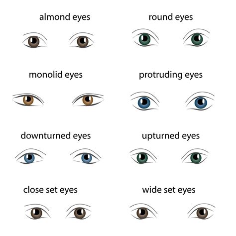 Types Of Eye Shapes Different Types Of Eyes Lip Shapes Shapes Of