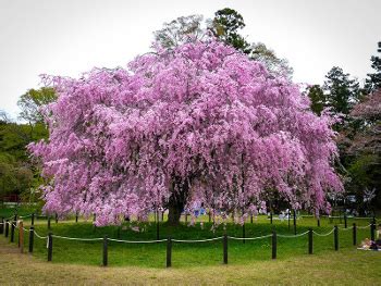 Flowering cherry trees are a very special category of trees for us. Buy Flowering Cherry Trees | Flowering Trees For Sale ...
