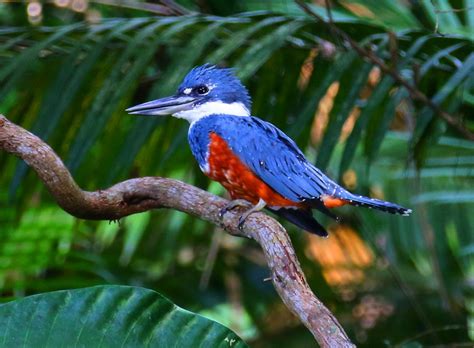 Más De 700 Especies De Aves En Honduras Atraen El Interés Mundial