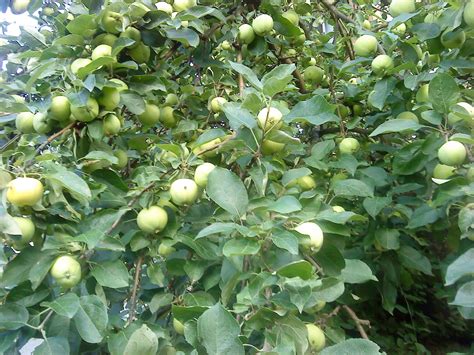 Tahukah anda khasiat atau manfaat epal epal fuji sangat rangup dan berjus. Khasiat Buah Epal - Informasi Santai
