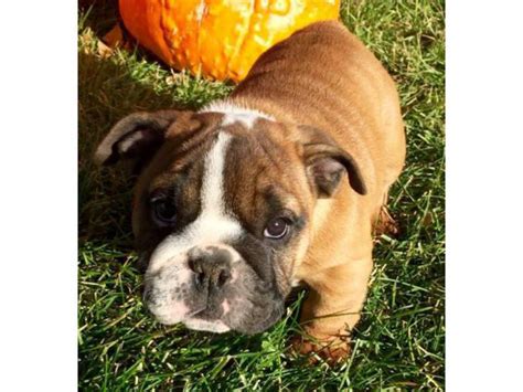 5 English Bulldog Puppies 2300 Puppies For Sale Near Me