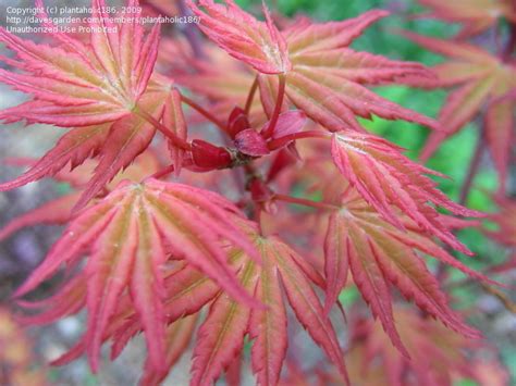 Plantfiles Pictures Japanese Maple Coral Magic Acer Palmatum By