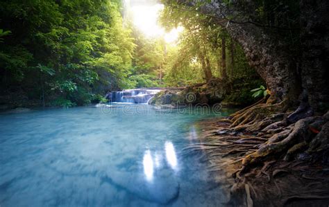 Clean Water River Stream Flows Through Lush Forest