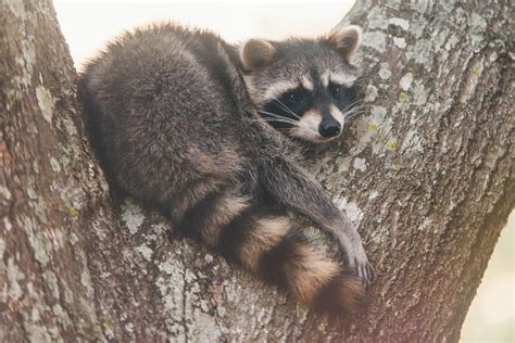 We Have A Raccoon That Always Relaxes Just Outside Our Window Aww