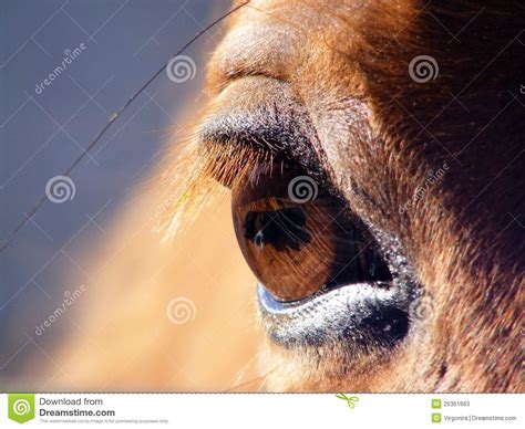 Horse Eye Close Up Stock Image Image Of Hair Eyelashes