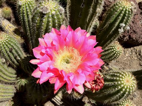 Review Of Pink Cactus Flower Buy Ideas Coherbal