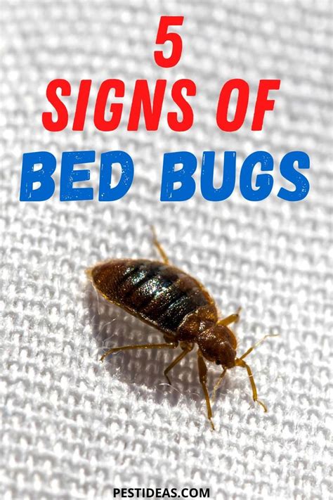 To get rid of bed bugs before they turn into an infestation, call orkin however, evidence of a bed bug infestation may be found in bedding and on mattresses. Top 5 Signs of Bed Bugs in Your Home | Bed bugs, Signs of ...