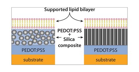 Formation Of Supported Lipid Bilayers Derived From Vesicles Of Various