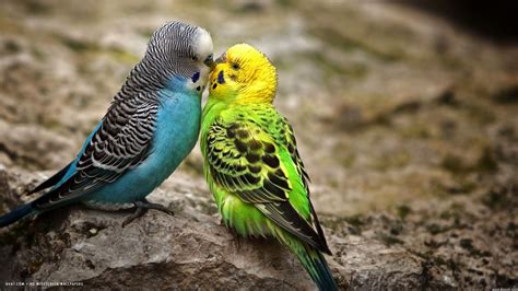 Parakeets Wallpapers Wallpaper Cave