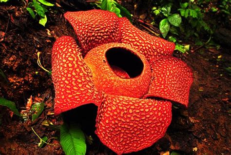 Pengertian Hutan dan Macam-macam Jenis Hutan beserta ... Polish your personal project or design with these rafflesia transparent png images, make it even more personalized and more attractive.