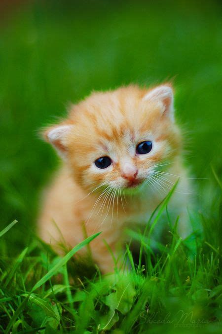 Cutest Little Kittens In The World 5 Photos Small Kittens Animal