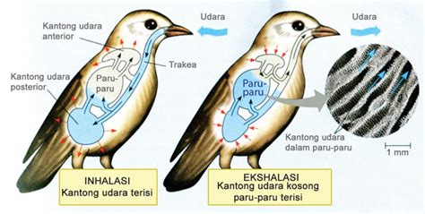 1. Struktur Organisasi Puskesmas pada Burung