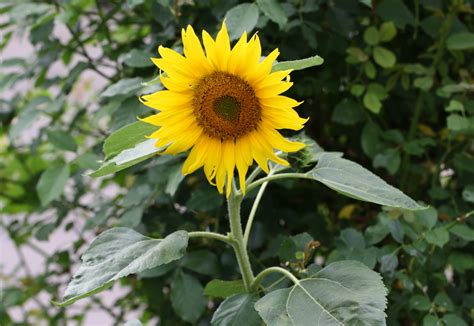 | welpenschule bonn 10 unerforschte legale psychoaktive pflanzen hedera klimop welche pflanzen sind giftig für katzen? Kaninchen Futterliste: Blumen - Diese Sorten darf das ...