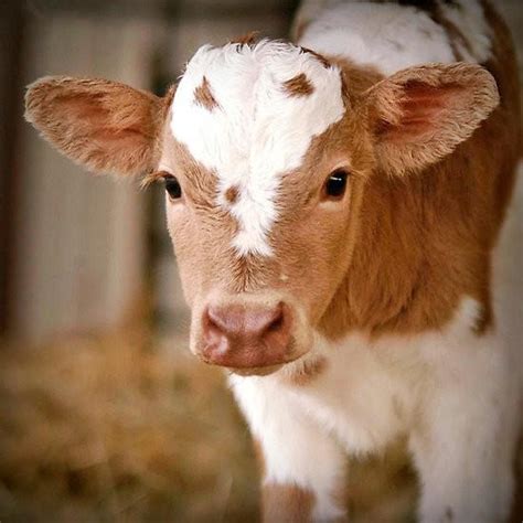 So Sweet Baby Cow Baby Cows Pinterest Cow Baby Cows And Calves