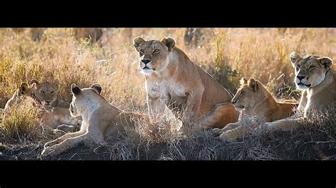 Kruger National Park Youtube