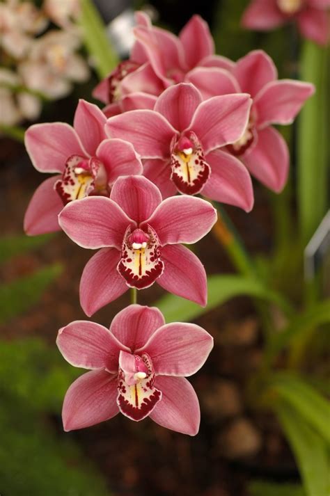 Flowers Cymbidium Orchid Flowers