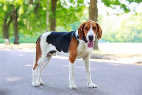American Foxhound Dog Breed History And Some Interesting Facts